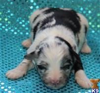 miniature australian shepherd puppy posted by Kimberly Jones